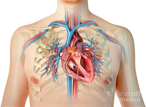 Get Muscle Diagram Of The Chest Background | altravoceilblog