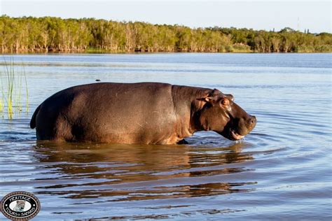 Richards Bay Cruise Liner Activities - Hluhluwe Game Reserve