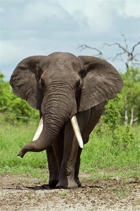 Male African Elephant Photograph by Dr Andre Van Rooyen/science Photo ...