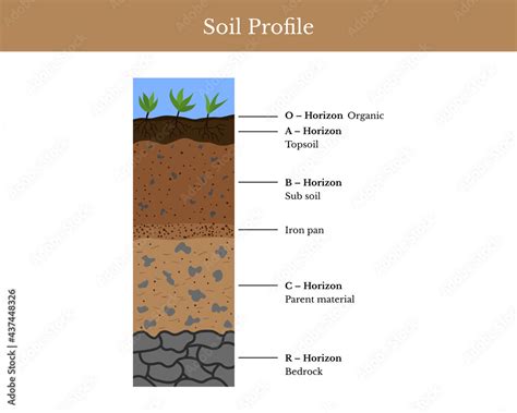 Soil horizons or layers, labelled vector diagram Stock Vector | Adobe Stock