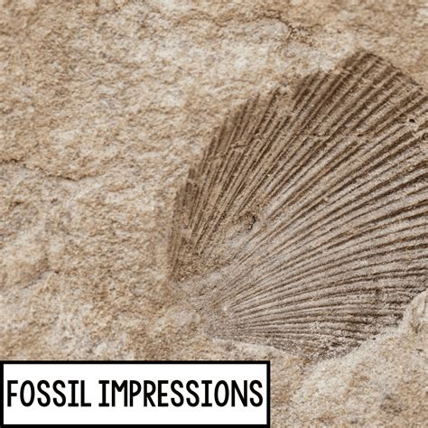 Teach It: 5 Ideas for Fossils and Past Environments — The Science Penguin