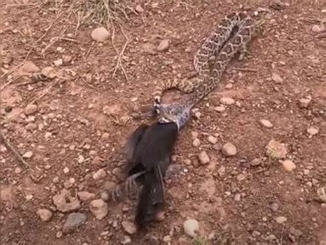 Texas video shows rattlesnake eating a bird