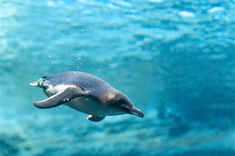 Little Penguin at Taronga Zoo | All Things Australian | Pinterest | Penguins, Penguin species ...