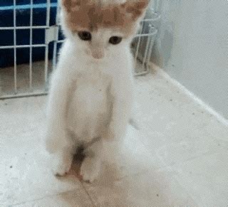 Sad Cat GIF - Find & Share on GIPHY