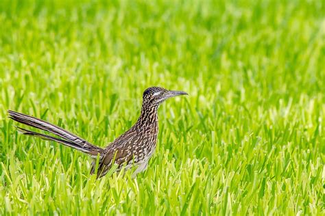 Greater Roadrunner, Bird, Wildlife, Animal, Nature, - 910x607 Wallpaper - teahub.io