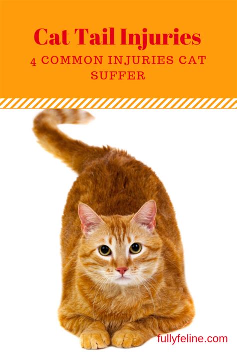 Cat tail injuries do happen. Find out more about common injuries and whether they normally ...