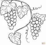 Grapevine coloring page  Free Printable Coloring Pages sketch template