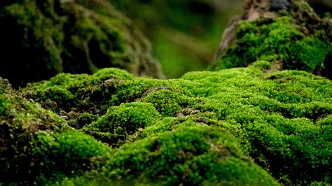 The Shady Reason You Should Consider A Moss Lawn Instead Of Grass