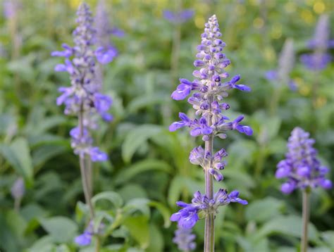 Common Types of Salvia Flowers (Annual and Perennial)