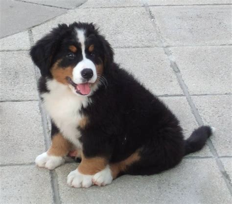 Bernese Mountain Dog Info, Temperament, Puppies, Training, Pictures