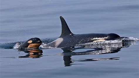 Orca calf born in Salish Sea has died, researchers believe | CBC News