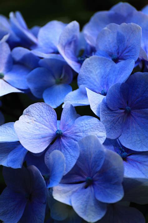 Blue purple flowers - matesmine