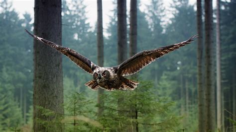 landscape, Green, Flying, Brown Eyes, Owl, Animals, Birds, Trees, Nature