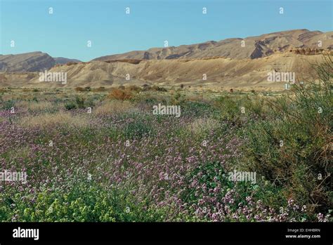 Blooming Negev desert, Israel Stock Photo - Alamy