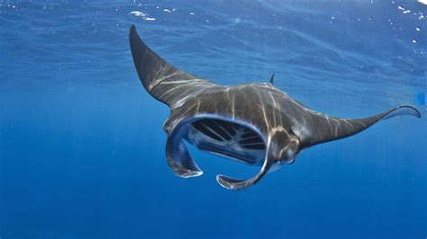 manta ray - Google Search | Manta ray, Ocean creatures, Sea animals