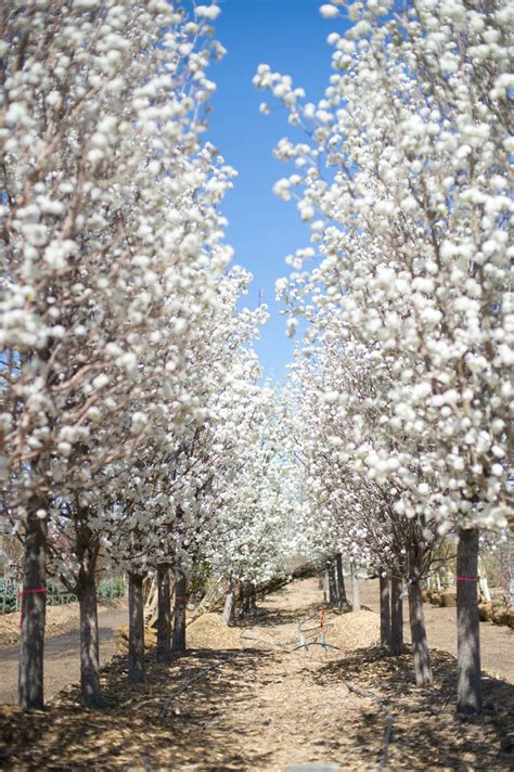 PEAR CLEVELAND FLOWERING For Sale in Boulder Colorado