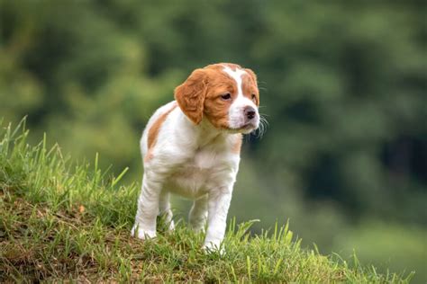 Brittany Spaniel Mixes: 21 Beautiful Crossbreeds