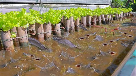 Backyard Aquaponics Farming Fresh Fish and Growing Lettuce - Aquaponics ...