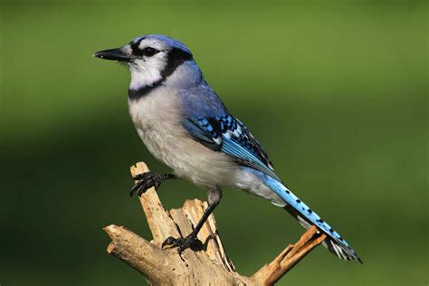 14 Birds That Look Like Blue Jays: The Ultimate Bird Guide