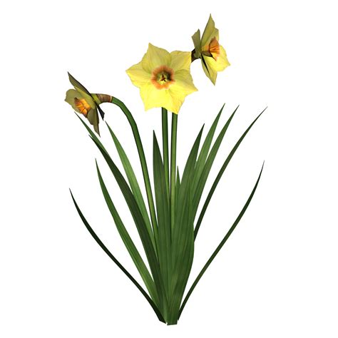Stained Glass Flowers, Stock Pictures, Free Png, Daffodils, Png Images, Free Photos, Indoor ...