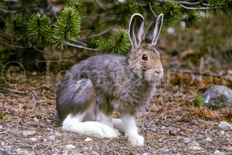 Snowshoe Hare – Tom Murphy Photography