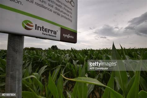 Syngenta Seeds Photos and Premium High Res Pictures - Getty Images