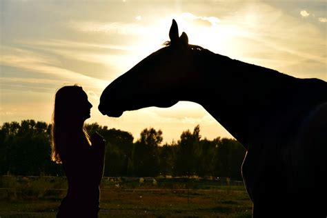 Free Images : silhouette, sunset, sunlight, morning, dusk, evening, stallion, human, ride ...