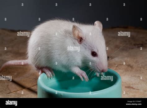 Young White or Albino Rat (Rattus norvegicus). Pet, balancing on the ...