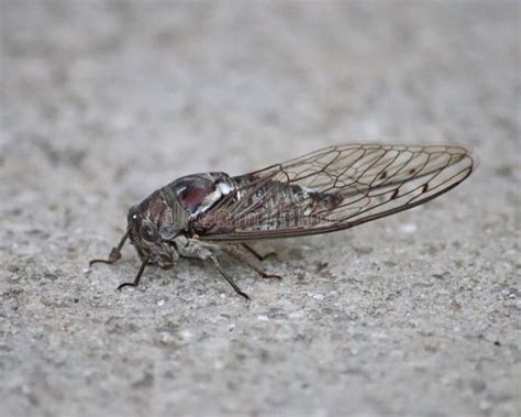 Cicadas Sing at Night To Avoid Predators Stock Photo - Image of florida ...