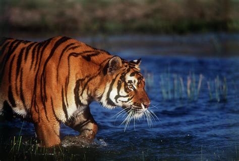 India, Bengal Tiger (panthera Tigris Photograph by Stuart Westmorland | Fine Art America