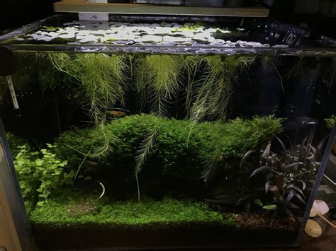 A Beginner’s Guide to Setting Up a Shrimp Tank - UK Shrimpers