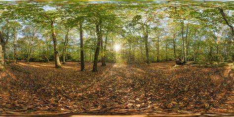 360 HDRI panorama of Forest in 30k, 15k and 4k resolution