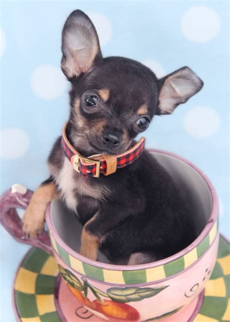 Teacup Chihuahuas and Chihuahua Puppies For Sale by TeaCups, Puppies ...