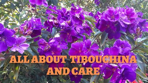 Tibouchina Plant Care Tips - YouTube