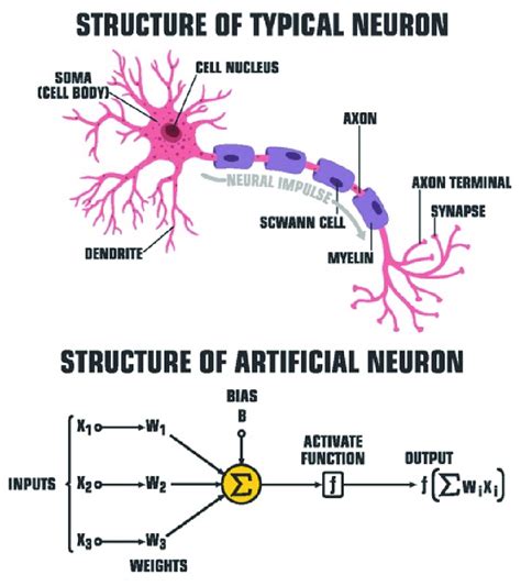 Artificial Neuron Model (ShadeDesign/Shutterstock.co | Download ...