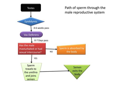 PPT - Testes PowerPoint Presentation, free download - ID:2035279