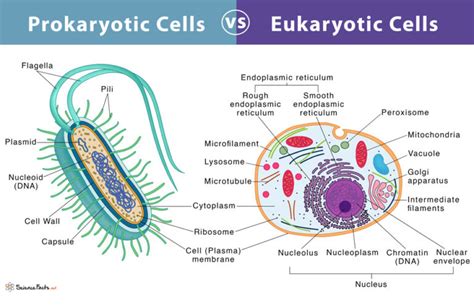 Prokaryote Vs Eukaryote Worksheet – Englishworksheet.my.id