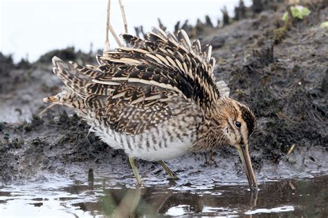 Common Snipe, Great Snipe and Eurasian Woodcock photo ID guide - BirdGuides