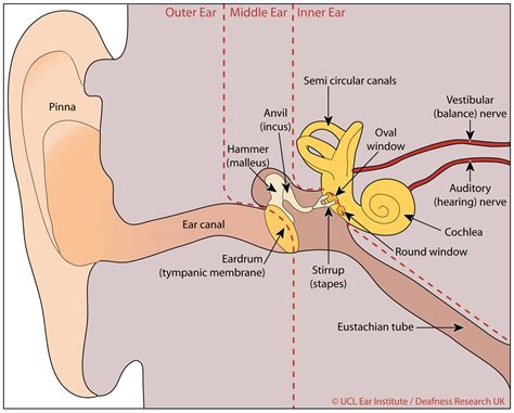 Inner Ear Diagram - Viewing Gallery