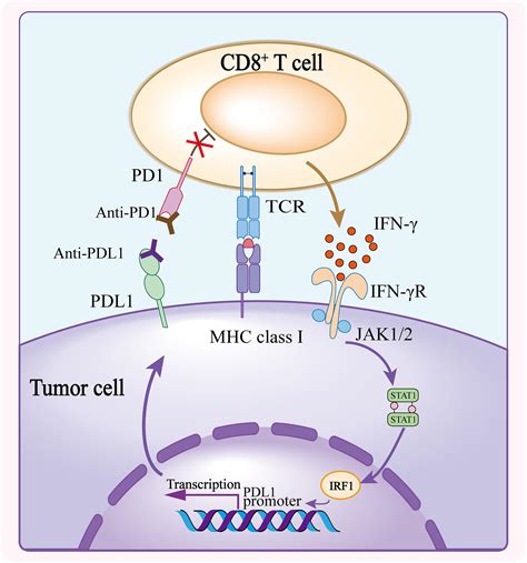 Pilz Märtyrer Nachsehen in pd 1 mechanism of action Sieger Absurd Penelope