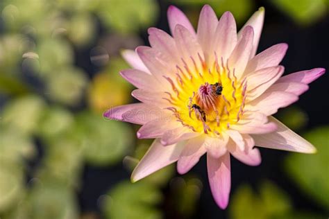 Lotus Flower Close Up Shot, Top View Stock Photo - Image of exotic ...