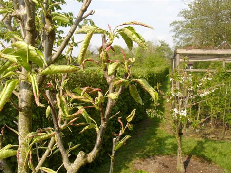 pear leaf blister mite with hedge - Suffolk Fruit and Trees - The Fruit ...