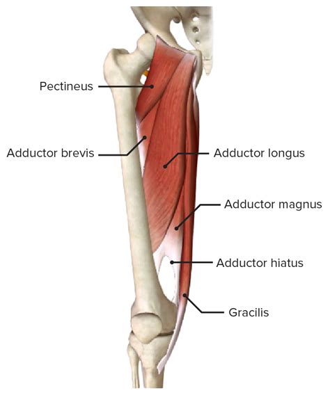 Hip Joint | Concise Medical Knowledge