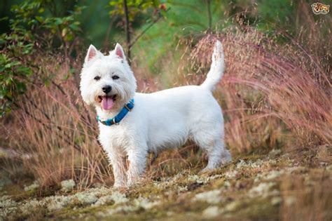 West Highland white terrier breeds Information - Doglopedix