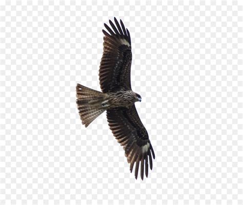 Bird of prey Hawk Eagle - FLying Eagle png download - 2050*1704 - Free ...