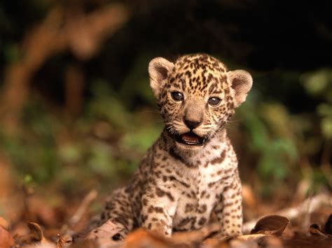 jaguar cub - Baby Animals Photo (19832508) - Fanpop