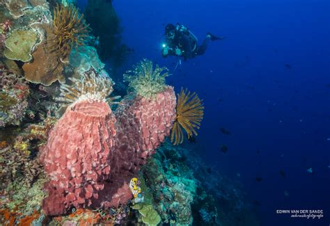 Diving Bunaken - World Class Dive Sites in Indonesia