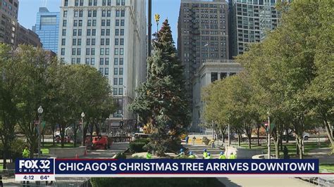 Chicago's Christmas tree officially arrives downtown | FOX 32 Chicago