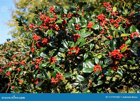 Branches of Yaupon Holly Berries Ilex Vomitoria Stock Photo - Image of evergreen, flower: 111791402