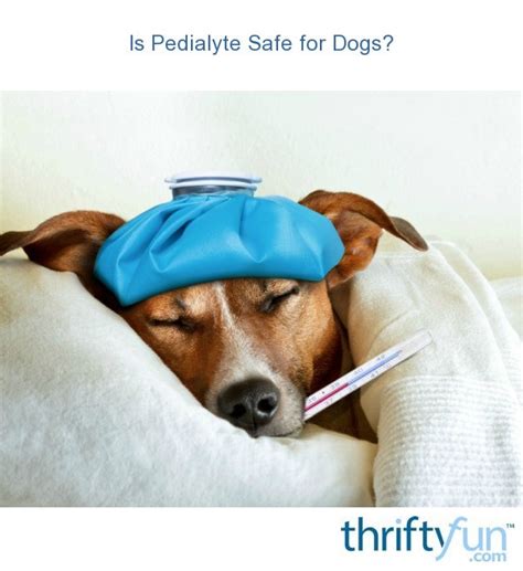 Is Pedialyte Safe for Dogs? | ThriftyFun